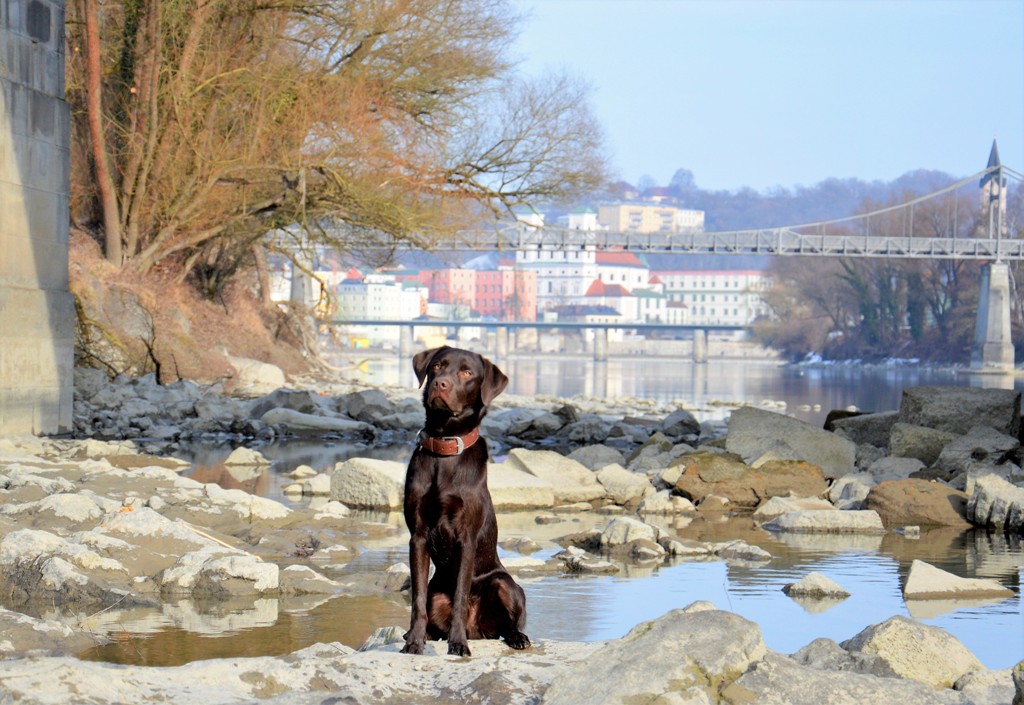 Hundeschule Passau