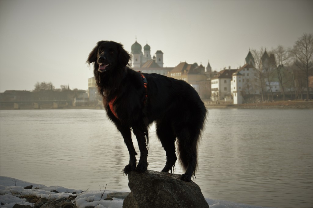 Hundeschule Passau